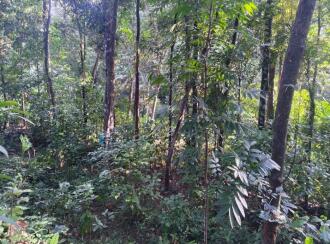 Agricultural Land for SaleKottayam, Kuravilangad, Kuravilangad