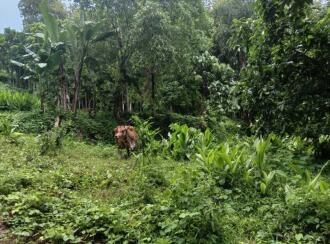 Residential Land for Sale in Kottayam, Pampady, 14th mile, 1 km from Kanm