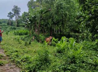 Residential Land for Sale in Kottayam, Pampady, 14th mile, 1 km from Kanm
