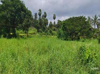 Agricultural Land for Sale in Palakkad, Palakkad, Elappully, .5 km petta hospital, palakkad