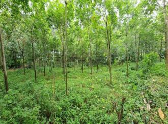 Residential Land for Sale in Kottayam, Kuravilangad, Vayala, Nellikkunnu, Vayala, Kottayam