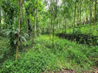 Residential Land for Sale in Kottayam, Kuravilangad, Vayala, Nellikkunnu, Vayala, Kottayam