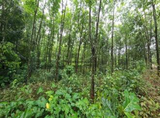 Residential Land for Sale in Kottayam, Kuravilangad, Vayala, Nellikkunnu, Vayala, Kottayam