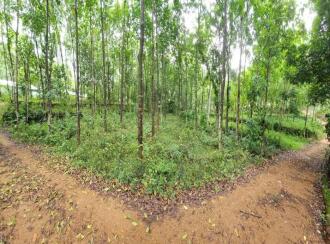 Residential Land for Sale in Kottayam, Kuravilangad, Vayala, Nellikkunnu, Vayala, Kottayam