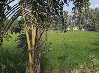 Residential House Villa for Sale in Alleppey, Kuttanad, Kavalam, Krishnapuram route Narakathara.
