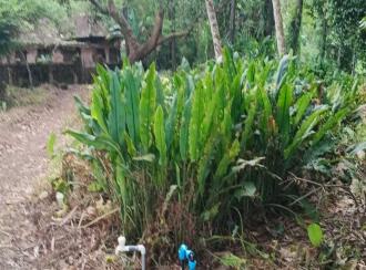 Residential House Villa for Sale in Alleppey, Kuttanad, Kavalam, Krishnapuram route Narakathara.