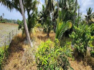 Residential Land for Sale in Kottayam, Kottayam town, Pallom, Govt.U.P.School Pallom
