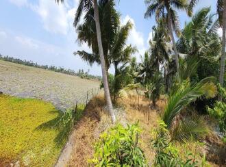 Residential Land for Sale in Kottayam, Kottayam town, Pallom, Govt.U.P.School Pallom