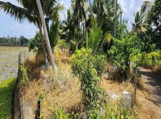 Residential Land for Sale in Kottayam, Kottayam town, Pallom, Govt.U.P.School Pallom