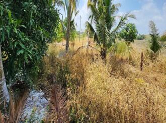 Residential Land for Sale in Kottayam, Kottayam town, Pallom, Govt.U.P.School Pallom