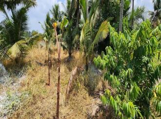 Residential Land for Sale in Kottayam, Kottayam town, Pallom, Govt.U.P.School Pallom