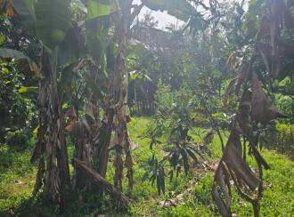 Residential Land for Sale in Alleppey, Venmony, Venmony, Vettiyar - Venmony Road
