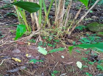 Residential Land for Sale in Idukki, Vagamon, Vagamon, Azhamkala upputhara kattapana road