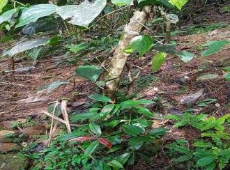 Residential Land for Sale in Idukki, Vagamon, Vagamon, Azhamkala upputhara kattapana road