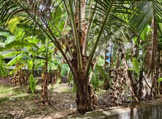 Residential Land for Sale in Kollam, Kollam, Randamkutty, Koikkal Sastha temple