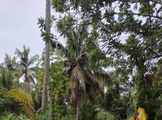 Residential Land for Sale in Alleppey, Cherthala, Thuravoor, NH66
