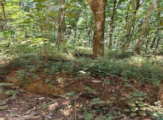 Residential Land for Sale in Kollam, Parippally, Navayikulam