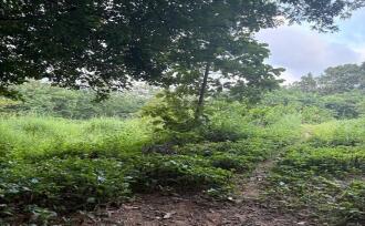 Residential Land for Sale in Palakkad, Ottappalam, Ambalavattom, 10°48'35.1"N 76°21'13.7"E