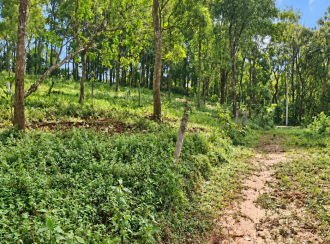Residential Land for Sale in Wayanad, Kalpetta, Vythiri, near Ayesha Plantations, Vythiri