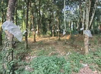 Residential Land for Sale in Kottayam, Kottayam town, Panachikkad, Pathamuttom post office