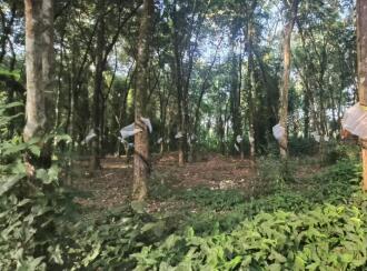 Residential Land for Sale in Kottayam, Kottayam town, Panachikkad, Pathamuttom post office