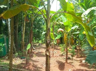 Residential Land for Sale in Ernakulam, Angamaly, Thuravoor, pullani