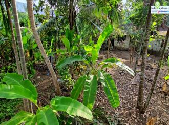 Residential Land for Sale in Alleppey, Aroor, Aroor