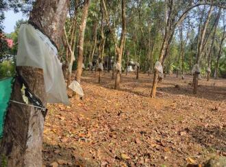 Residential Land for Sale in Kottayam, Pampady, S N Puram, Near Anakuthi Bus stop
