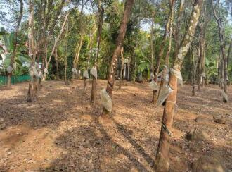 Residential Land for Sale in Kottayam, Pampady, S N Puram, Near Anakuthi Bus stop
