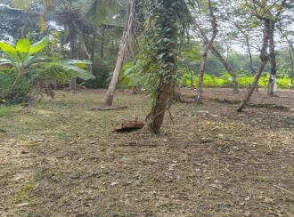Residential Land for Sale in Kottayam, Pampady, S N Puram, Near Anakuthi Bus stop