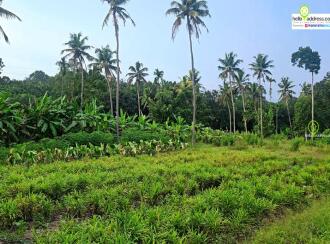 Residential Land for Sale in Kollam, Kottarakkara, Plappally, church of god