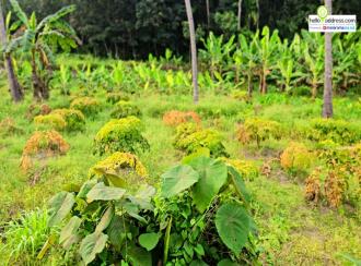 Residential Land for Sale in Kollam, Kottarakkara, Plappally, church of god