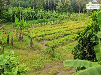 Residential Land for Sale in Kollam, Kottarakkara, Plappally, church of god