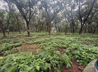 Residential Land for Sale in Kottayam, Kottayam town, Mattakkara