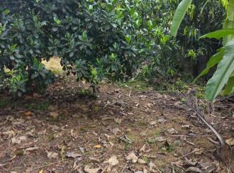 Residential Land for Sale in Kottayam, Kottayam town, Kollad, Boat Jetty Jn