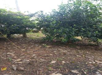 Residential Land for Sale in Kottayam, Kottayam town, Kollad, Boat Jetty Jn