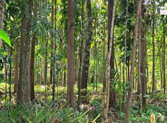 Residential Land for Sale in Pathanamthitta, Thiruvalla, Thiruvalla town, Thengeli