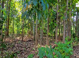 Residential Land for Sale in Pathanamthitta, Thiruvalla, Thiruvalla town, Thengeli